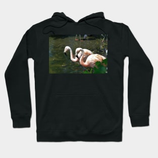 Colorful Pink Flamingos in a pond with green leaves . Hoodie